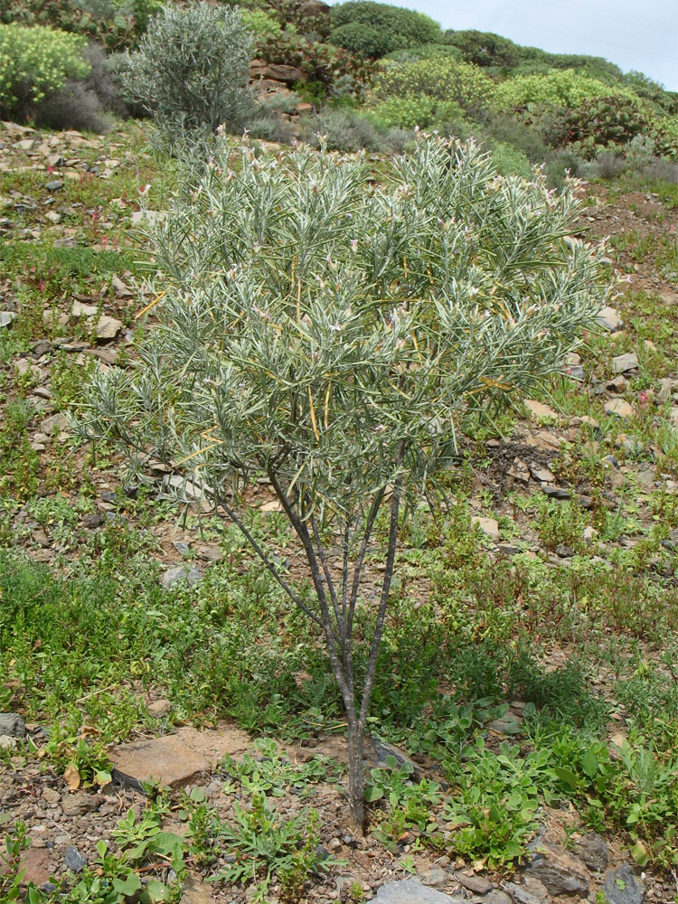 Изображение особи Parolinia ornata.