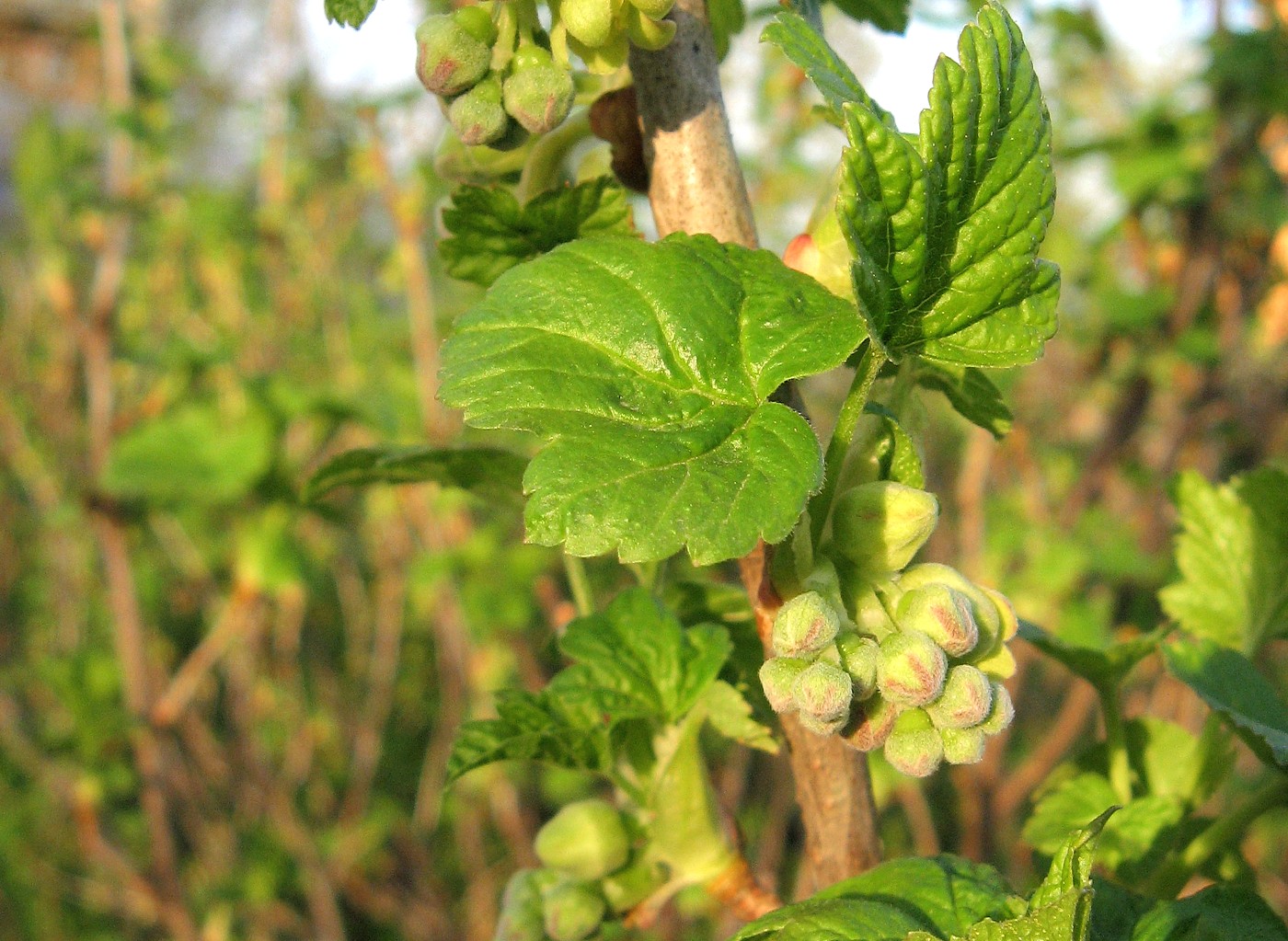 Image of Ribes nigrum specimen.