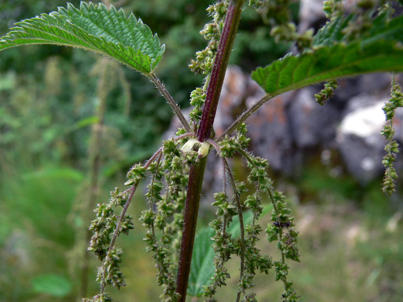 Изображение особи Urtica dioica.