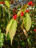 Lonicera maackii