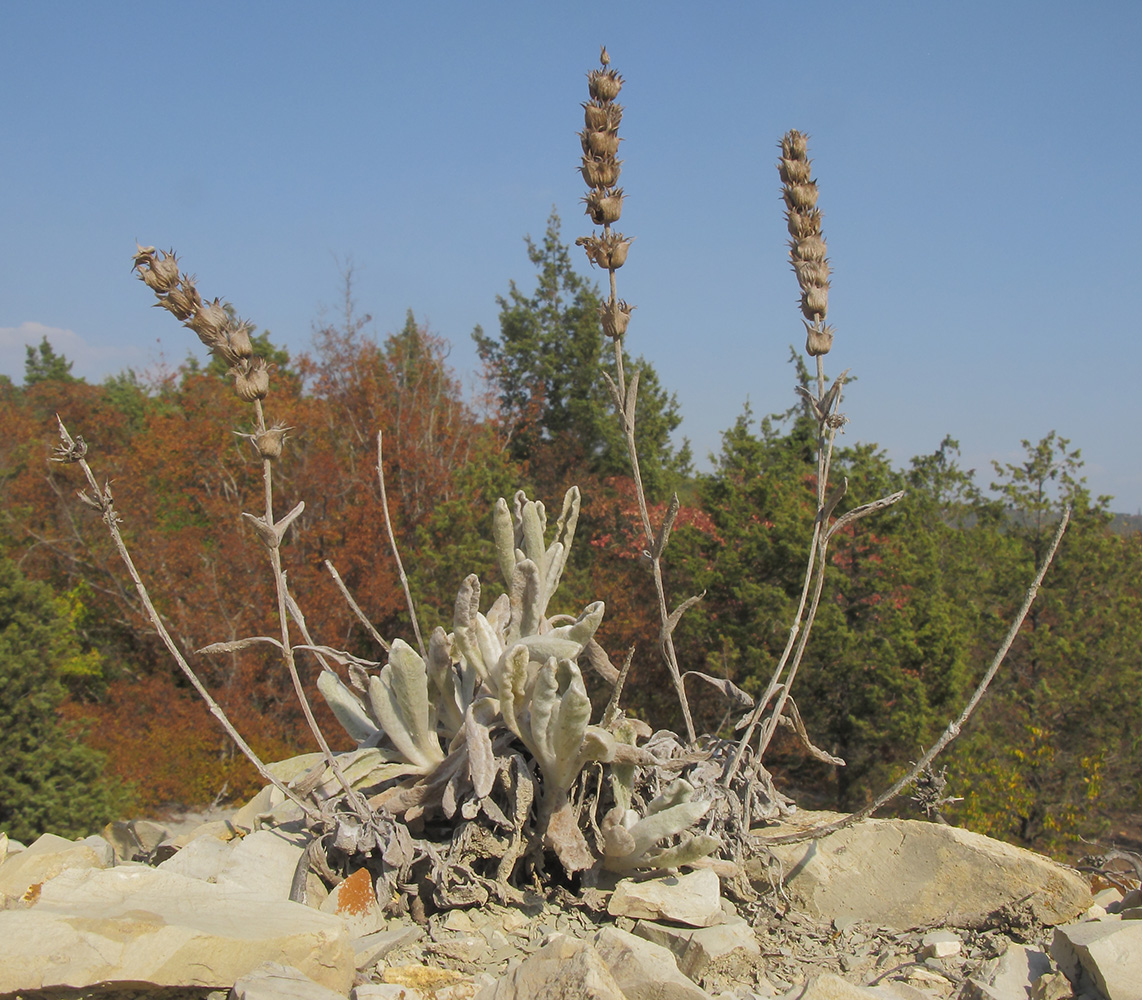 Image of Sideritis euxina specimen.