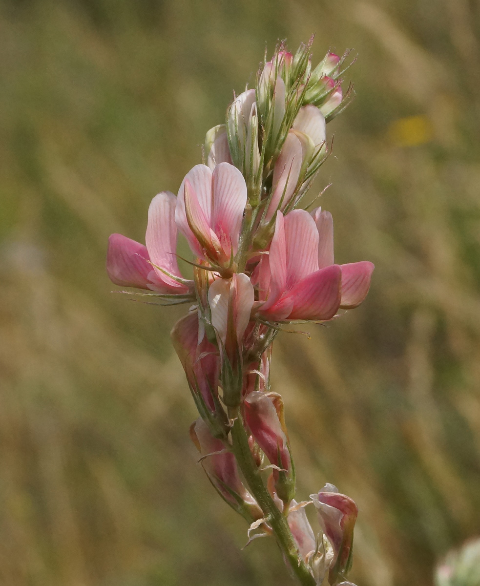 Изображение особи Onobrychis arenaria.