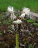 Taraxacum officinale. Соплодие с облетающими семянками. Московская обл., г. Электрогорск, пустырь у ж.-д. станции. 23.05.2015.