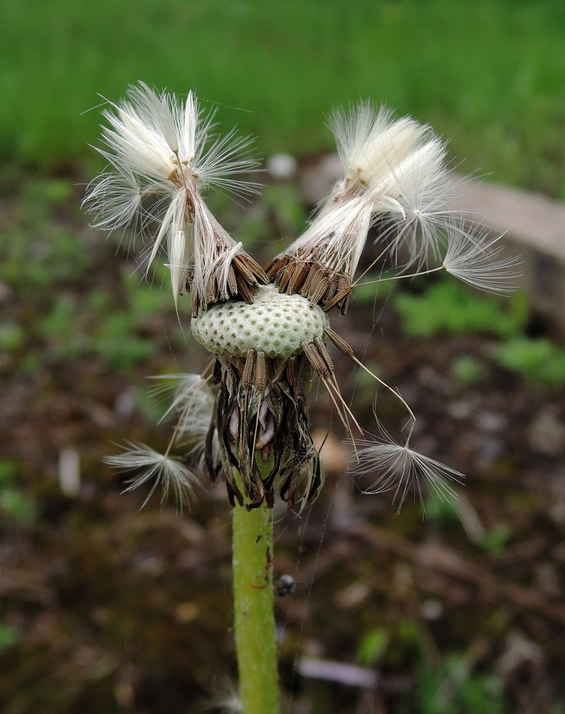 Image of Taraxacum officinale specimen.