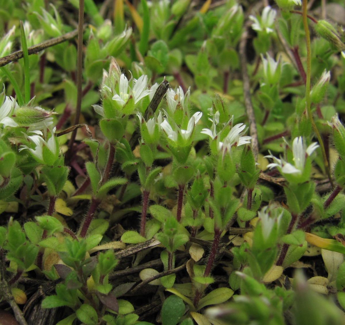 Изображение особи Cerastium semidecandrum.