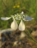 Scandix australis. Часть соцветия. Крым, Балаклава, приморский склон. 30 апреля 2016 г.