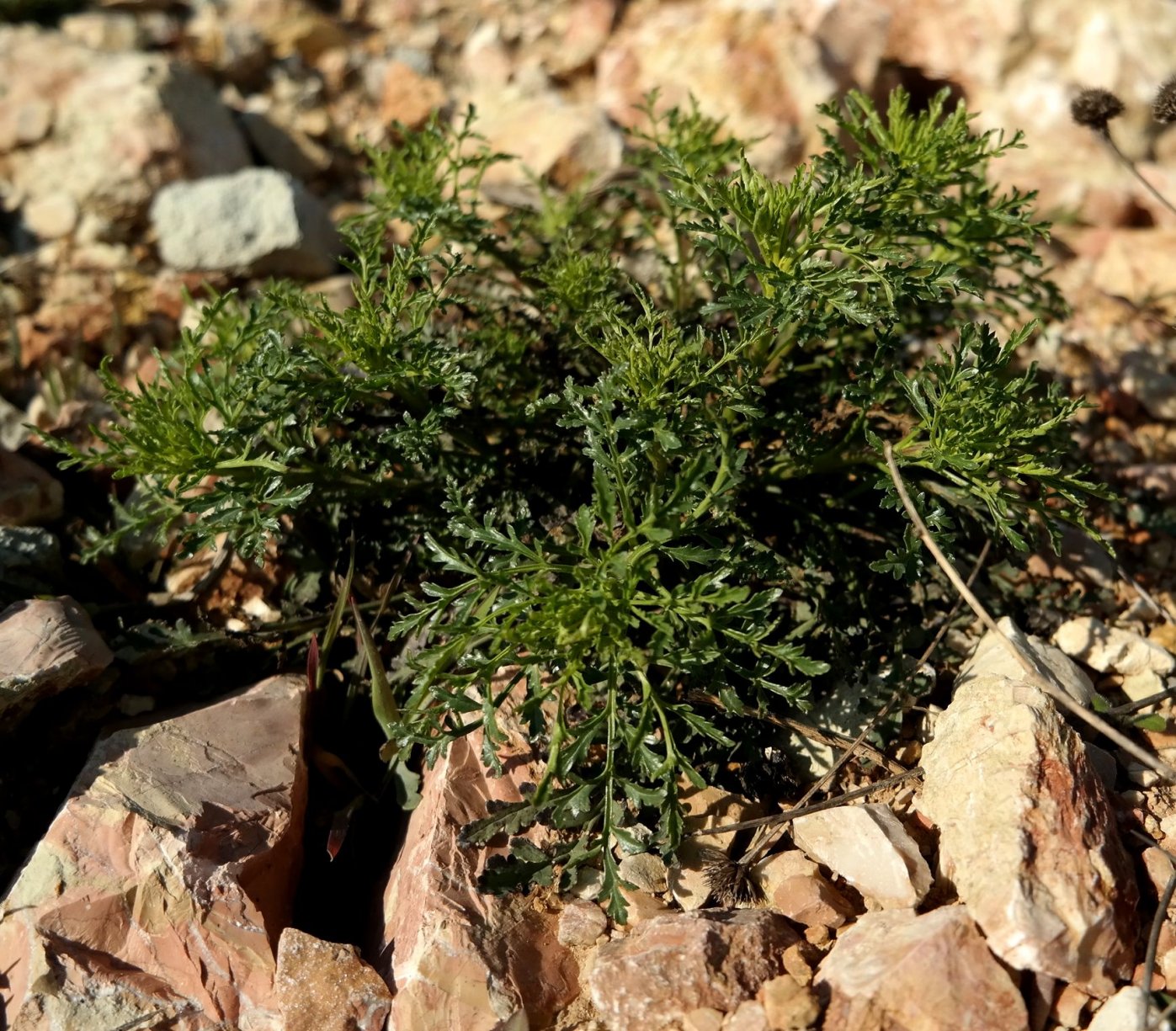 Image of Scrophularia bicolor specimen.