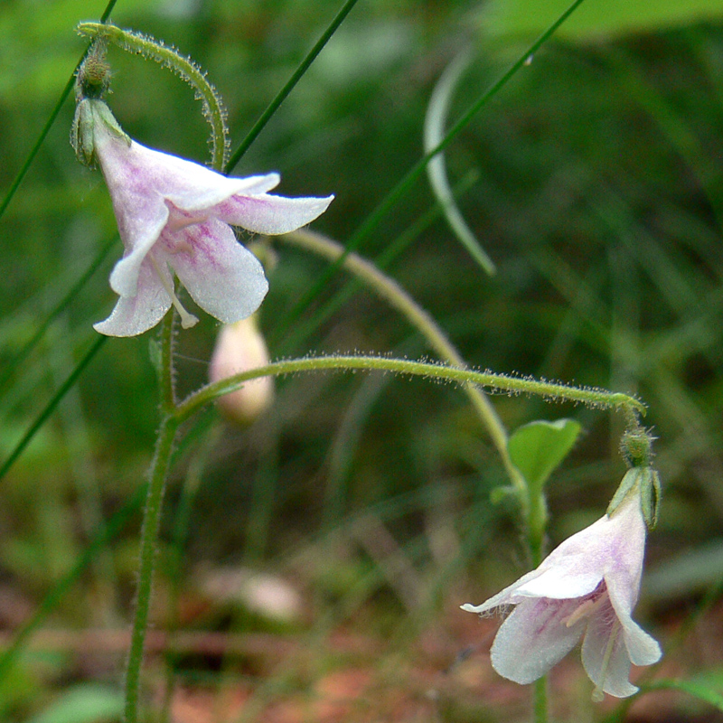 Image of Linnaea borealis specimen.