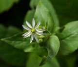 Myosoton aquaticum. Верхушка цветущего растения. Московская обл., Раменский р-н, окр. дер. Хрипань, садовый участок. 05.07.2016.