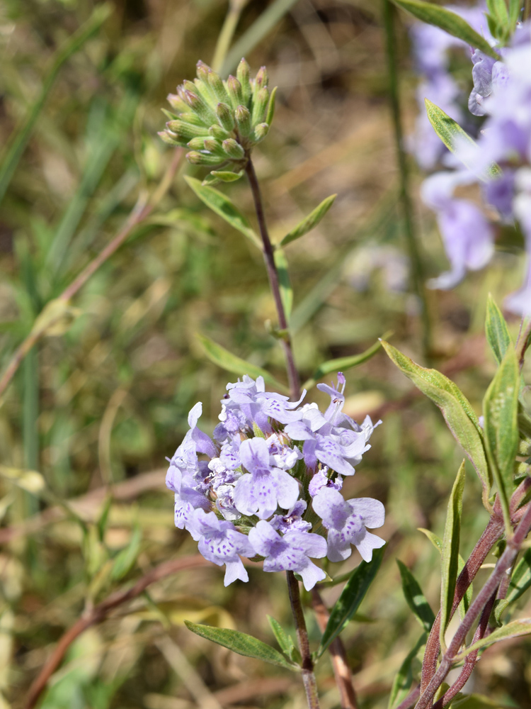 Image of Ziziphora pedicellata specimen.