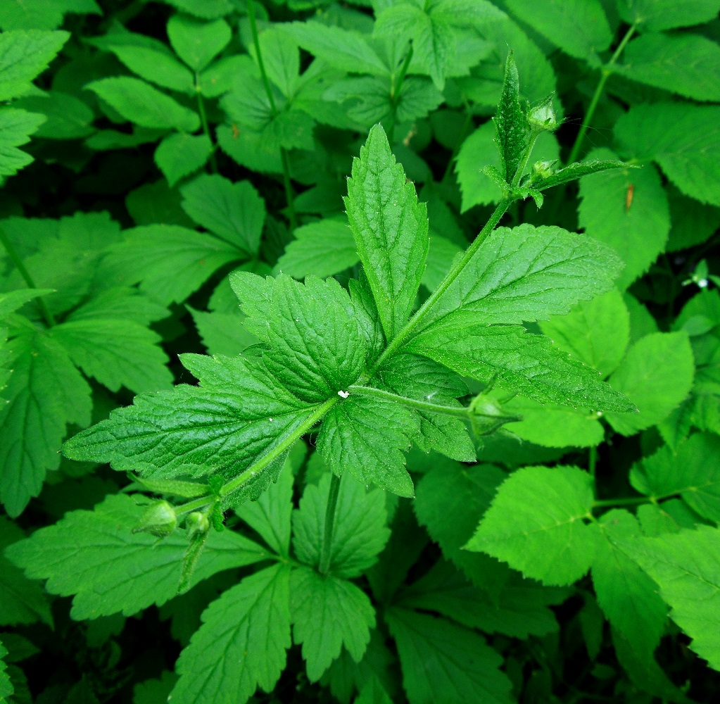 Image of Geum urbanum specimen.