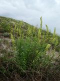 Reseda lutea