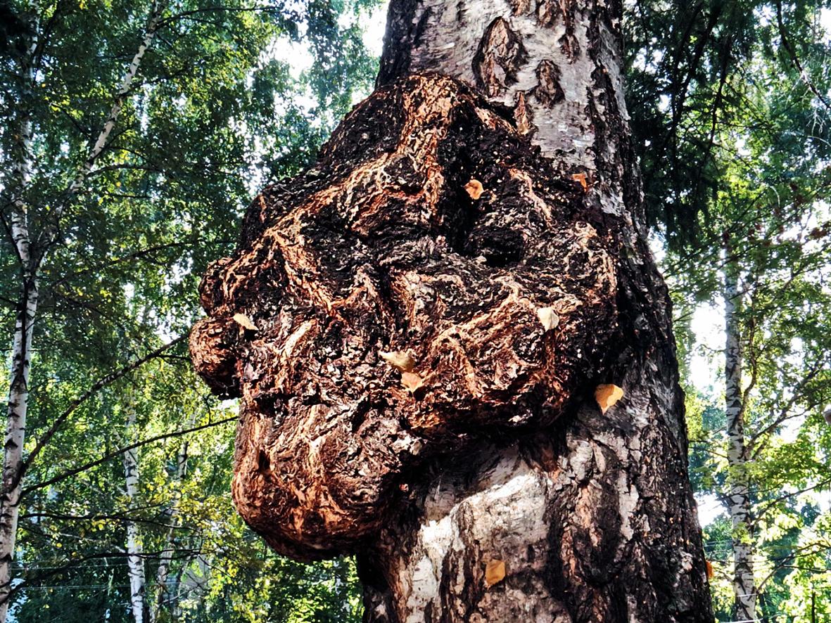 Image of Betula pendula specimen.