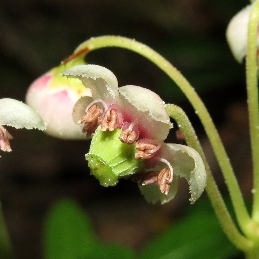 Image of Chimaphila umbellata specimen.