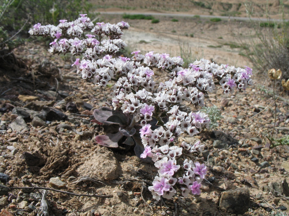 Image of Goniolimon strictum specimen.