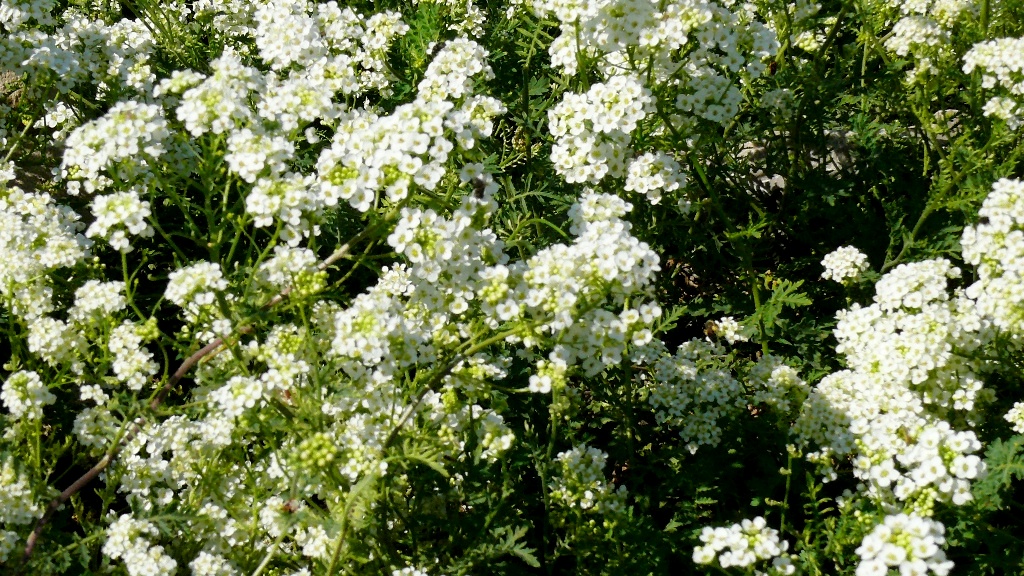 Image of Redowskia sophiifolia specimen.