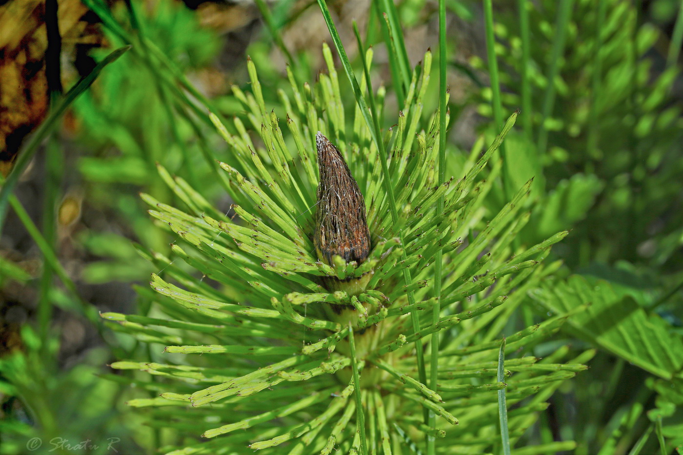 Image of Equisetum telmateia specimen.