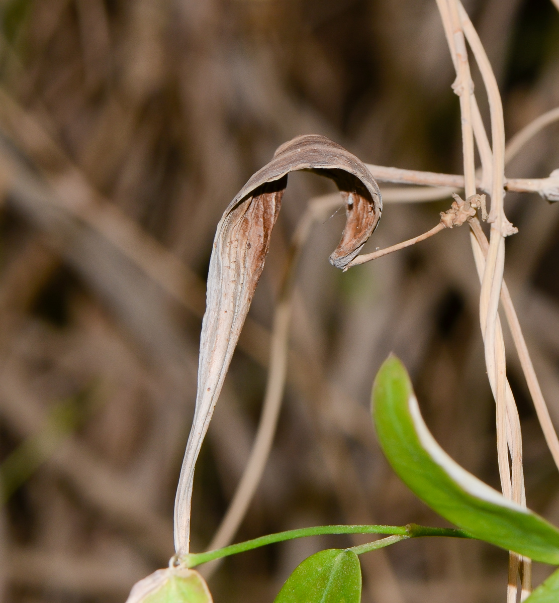 Image of Pentatropis nivalis specimen.