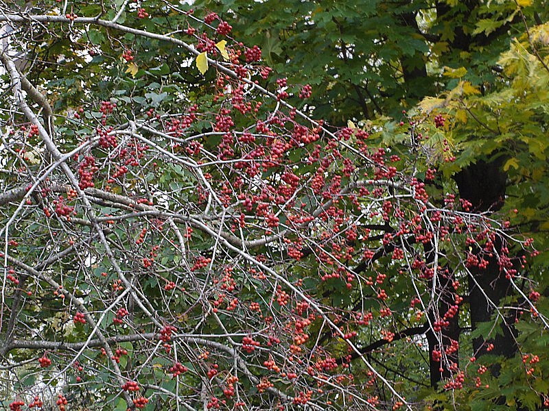 Image of Crataegus sanguinea specimen.