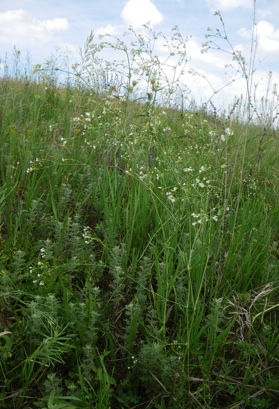 Изображение особи Galium octonarium.