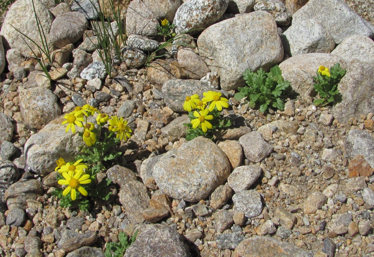 Image of Senecio sosnovskyi specimen.