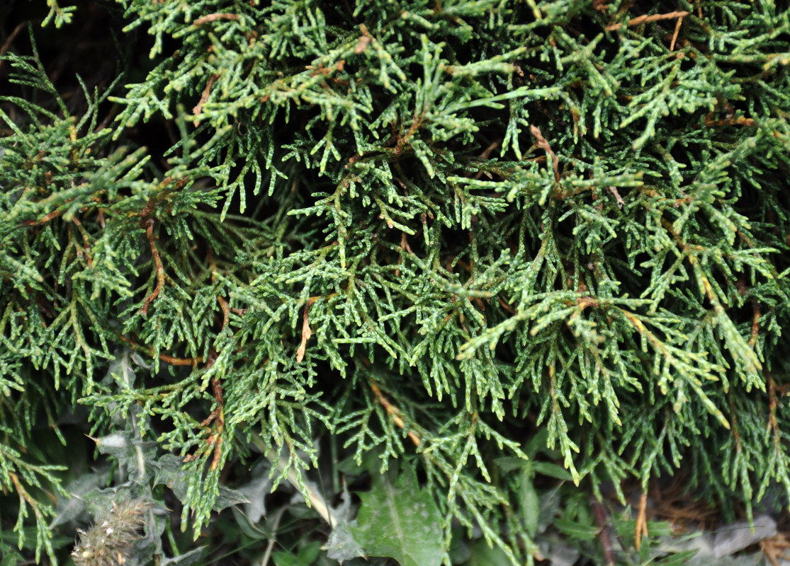 Image of Juniperus turkestanica specimen.