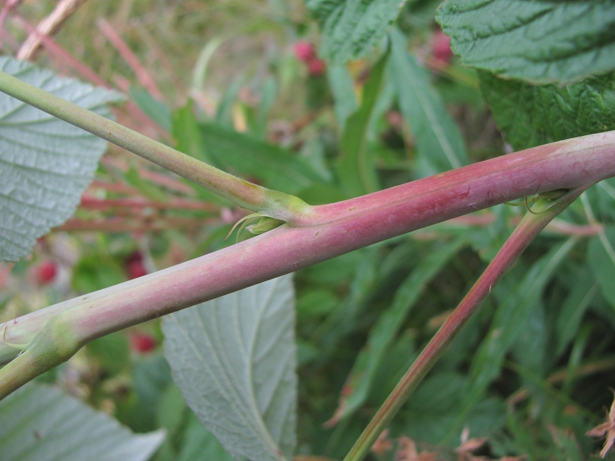 Image of Rubus idaeus specimen.