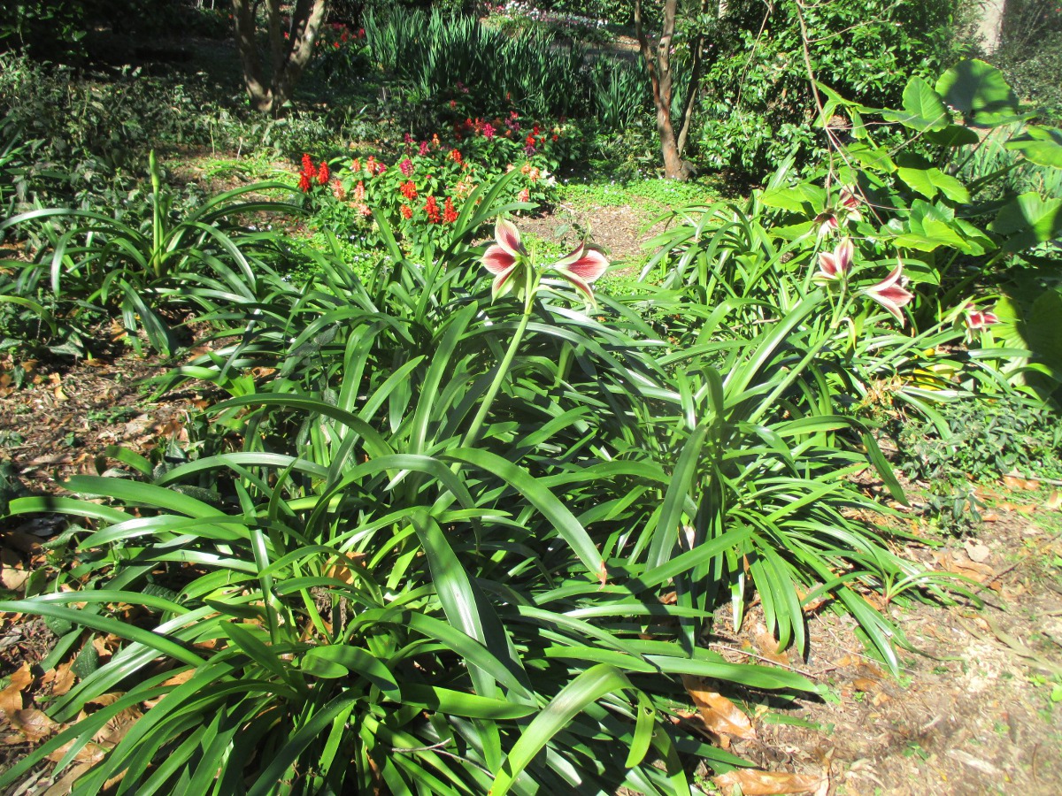 Image of Hippeastrum papilio specimen.