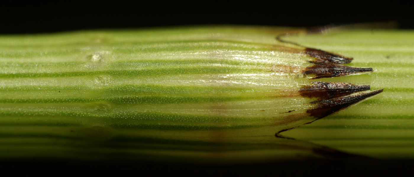 Изображение особи Equisetum &times; litorale.