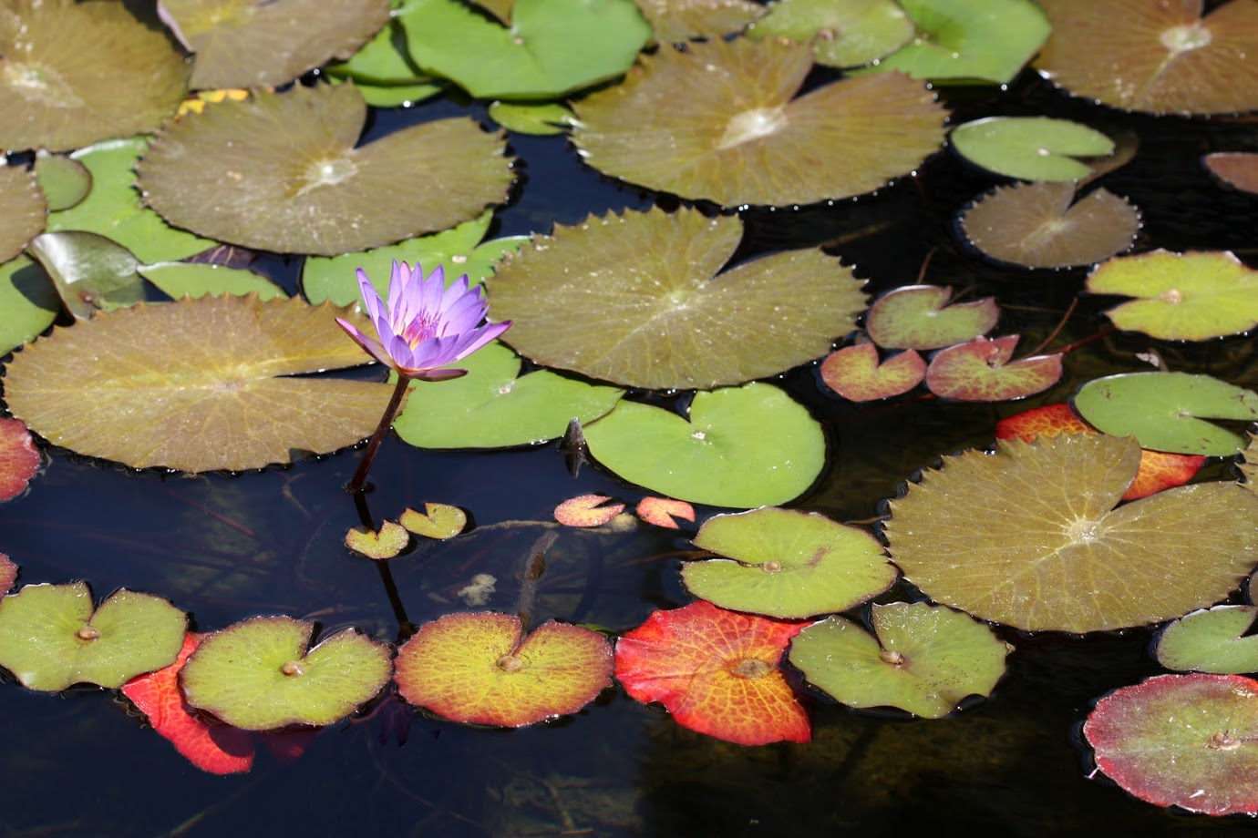 Image of Nymphaea odorata specimen.