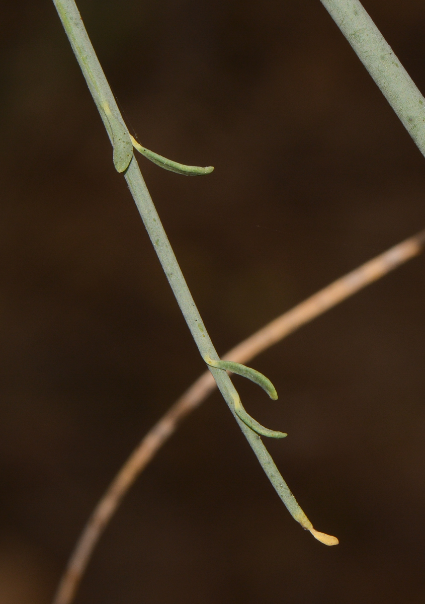 Image of Sisyndite spartea specimen.