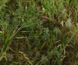 genus Stipa