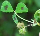 Medicago arabica