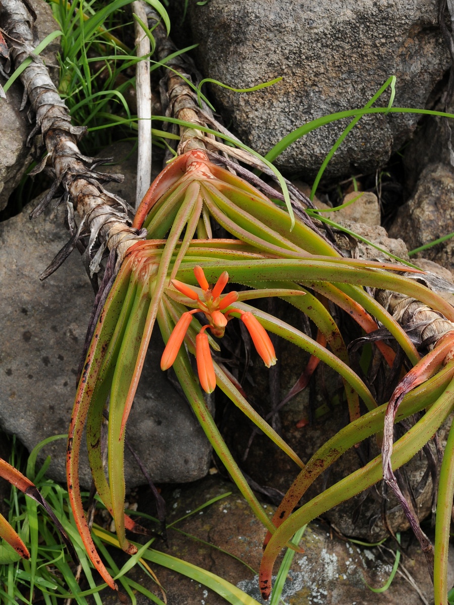 Изображение особи Aloe inyangensis.