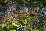 Смотреть изображение Ligustrum lucidum