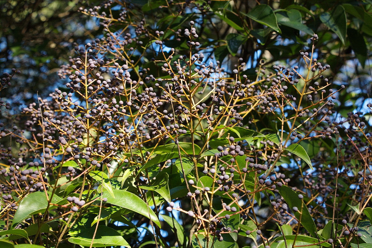 Image of Ligustrum lucidum specimen.