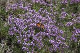 genus Thymus. Цветущие растения с кормящейся бабочкой-крапивницей. Горный Крым, гора Южная Демерджи. 21.06.2009.