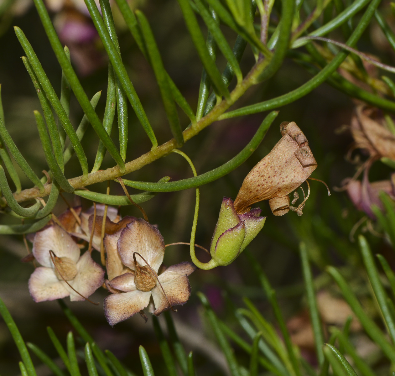 Image of Eremophila alternifolia specimen.