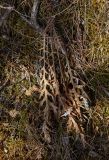 Echinops ruthenicus. Сухие листья прошлого года. Пермский край, Лысьвенский р-н, долина р. Чусовой, крутой склон камня \"Кирпичный\". 01.05.2018.