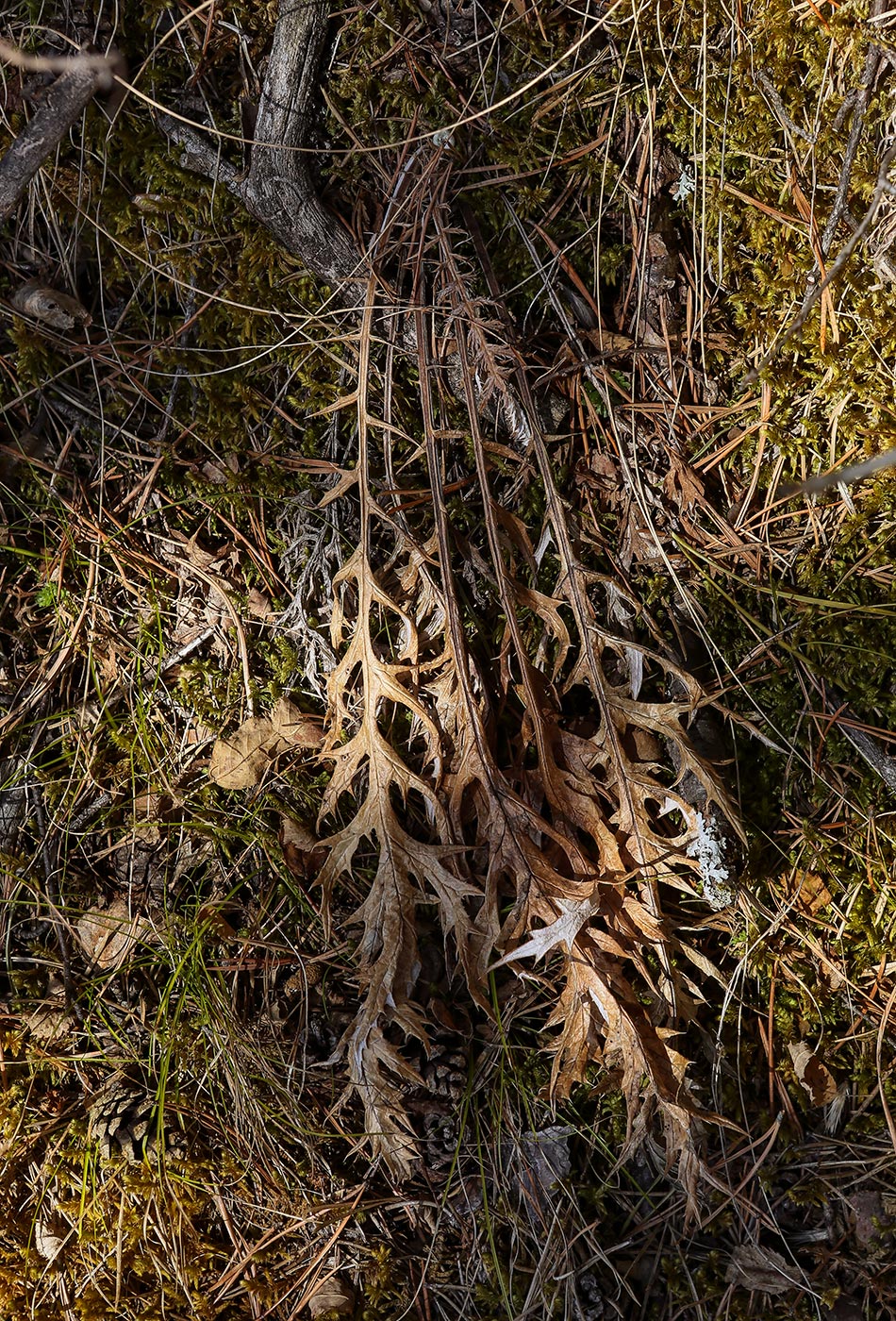 Image of Echinops ruthenicus specimen.