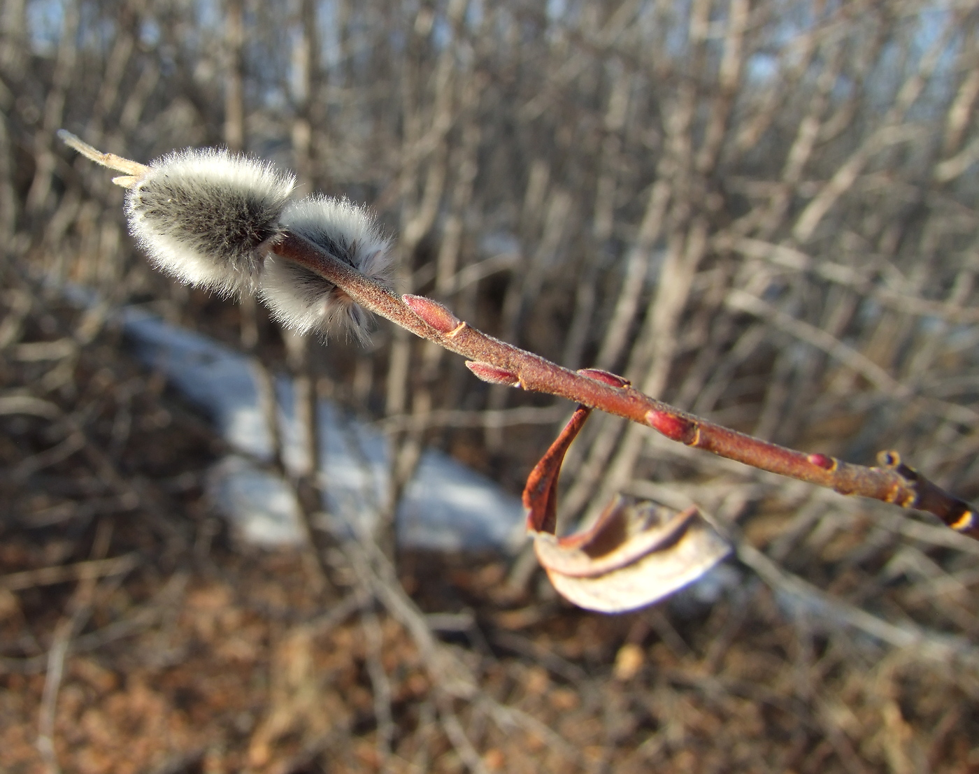 Image of Salix schwerinii specimen.