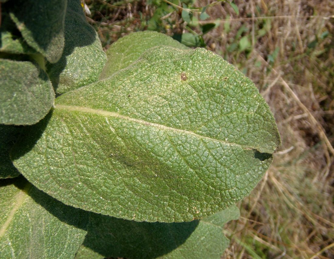 Image of genus Verbascum specimen.