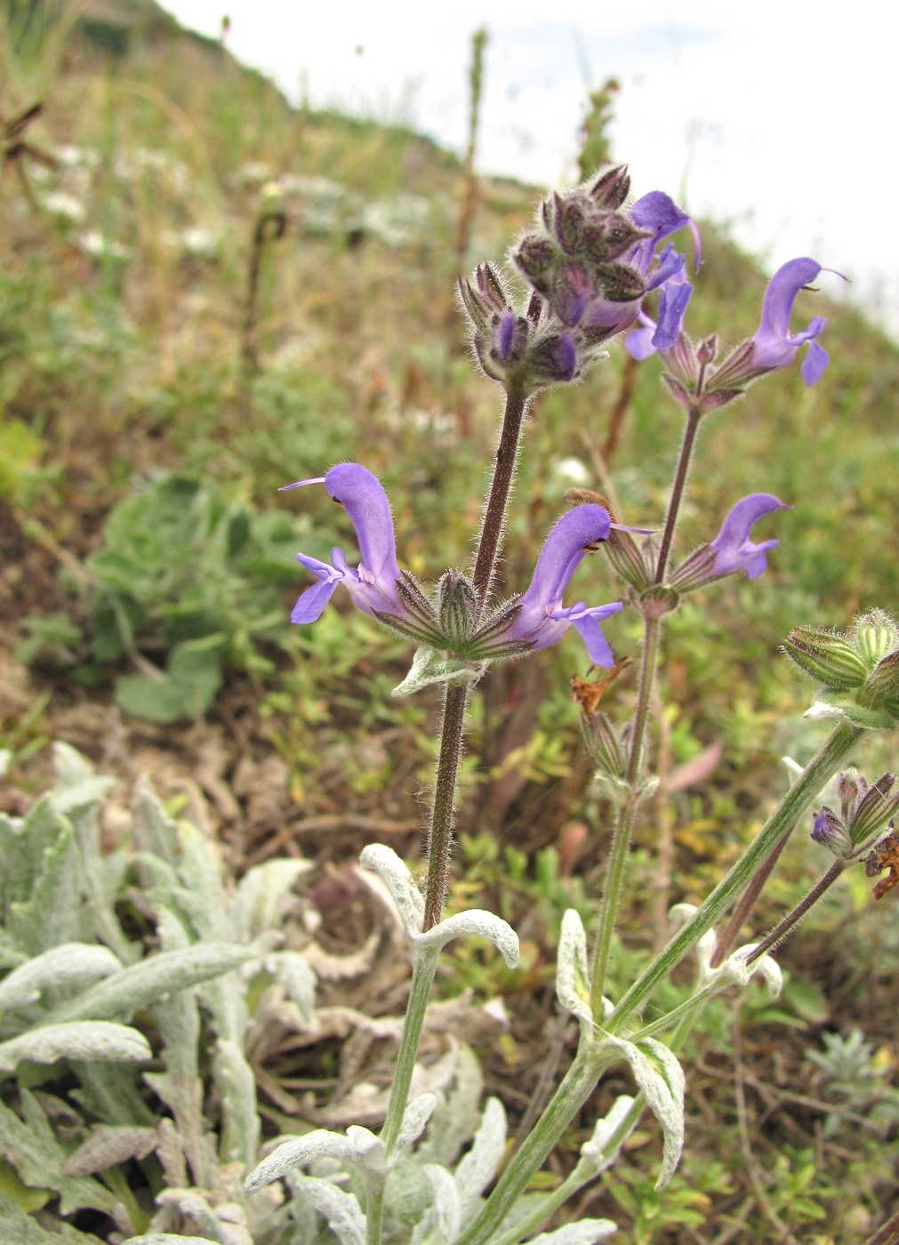 Image of Salvia canescens specimen.