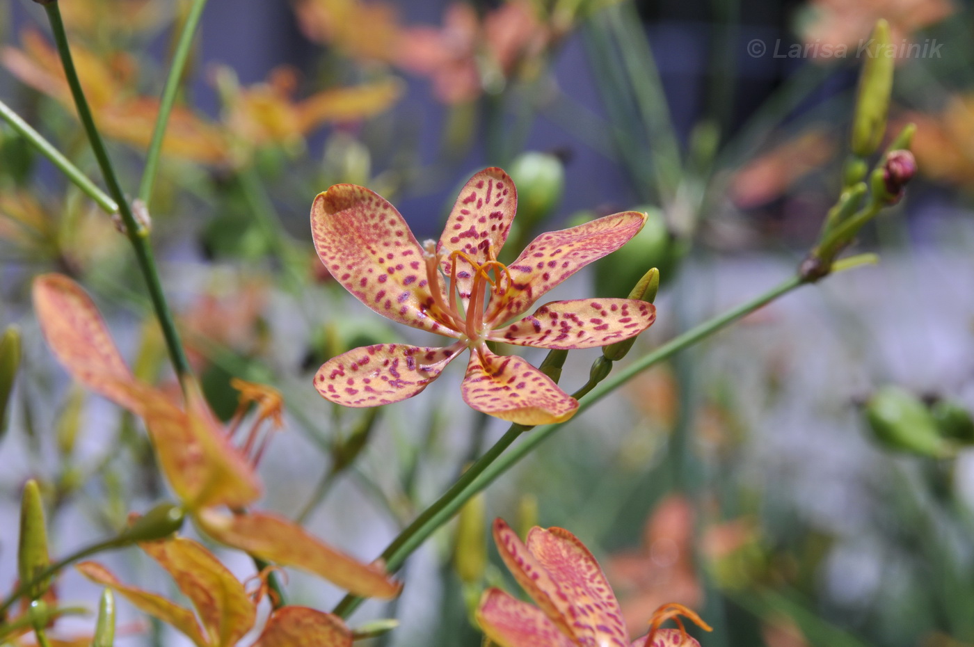 Изображение особи Belamcanda chinensis.