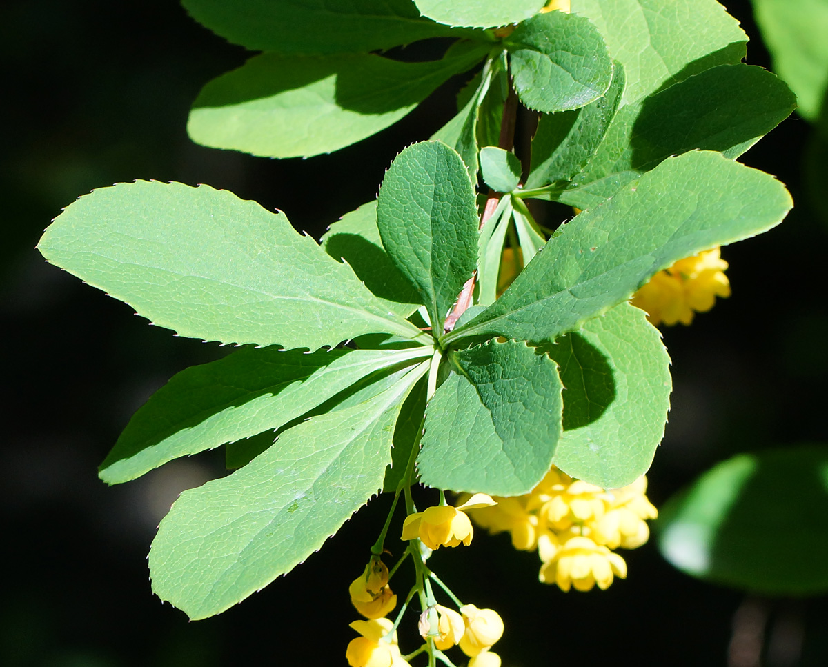 Image of Berberis vulgaris specimen.