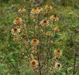 Carlina intermedia