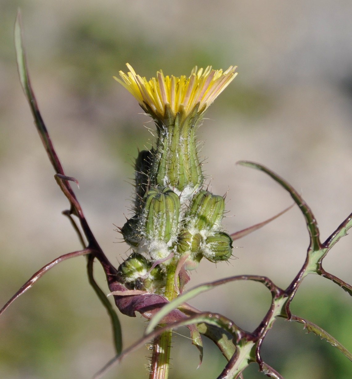 Image of Sonchus tenerrimus specimen.