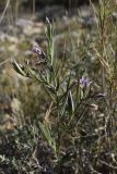 Polygala rupestris