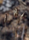 род Dianthus. Верхушки сухих прошлогодних плодоносящих побегов. Пермский край, Лысьвенский р-н, долина р. Чусовой, крутой склон камня Дужной. 02.05.2018.