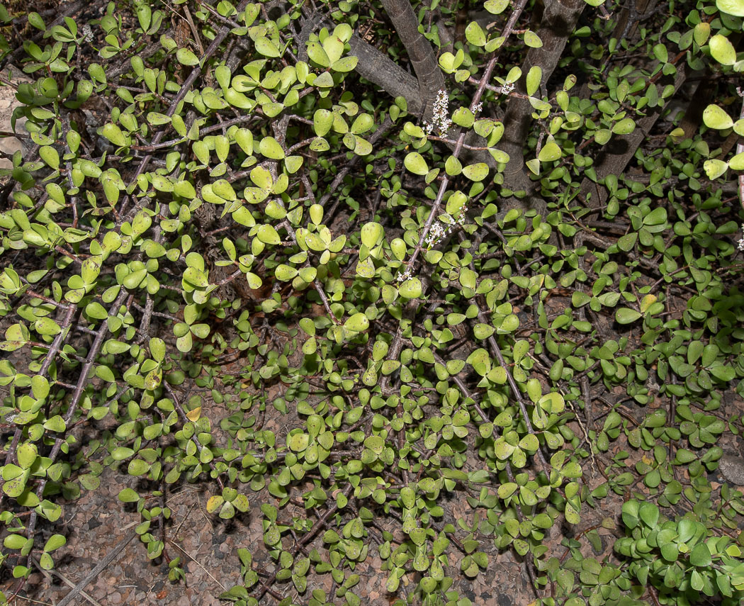 Image of Portulacaria afra specimen.